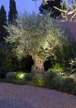 Afbeelding in Gallery-weergave laden, In-Lite Big Scope 12V